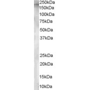 abx431230 staining (1 µg/ml) of Human Testis lysate (RIPA buffer, 30 µg total protein per lane). Primary incubated for 1 hour. Detected by chemiluminescence.