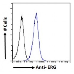 Transcriptional Regulator ERG (ERG) Antibody
