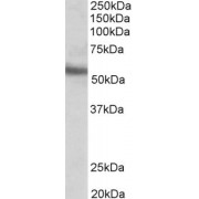 abx431234 (0.1 µg/ml) staining of MOLT4 lysate (35 µg protein in RIPA buffer). Detected by chemiluminescence.