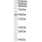 Ena/VASP-Like Protein (EVL) Antibody