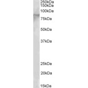 abx431240 (2 µg/ml) staining of lysate of cell line MOLT4 (35 µg protein in RIPA buffer). Primary incubation was 1 hour. Detected by chemiluminescence.