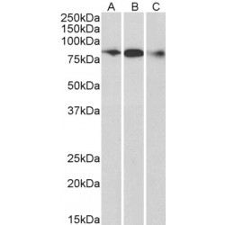 Engulfment And Cell Motility 1 (ELMO1) Antibody