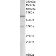 abx431246 (2 µg/ml) staining of Human Cerebellum lysate (35 µg protein in RIPA buffer). Primary incubation was 1 hour. Detected by chemiluminescence.