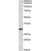 abx431249 (0.5 µg/ml) staining of Mouse Brain lysate (35 µg protein in RIPA buffer). Primary incubation was 1 hour. Detected by chemiluminescence.