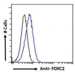 Forkhead Box Protein C2 (FOXC2) Antibody