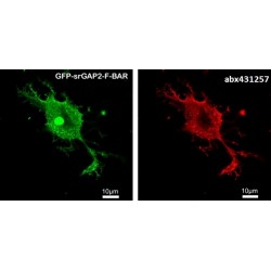 SLIT-ROBO Rho GTPase Activating Protein 2 (SRGAP2) Antibody