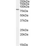 abx431268 (0.5 µg/ml) staining of K562 cell lysate (35 µg protein in RIPA buffer). Primary incubation was 1 hour. Detected by chemiluminescence.