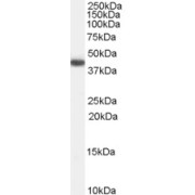 abx431278 (0.3 µg/ml) staining of Human Heart lysate (35 µg protein in RIPA buffer). Primary incubation was 1 hour. Detected by chemiluminescence.