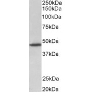 abx431286 (1 µg/ml) staining of Rat Brain lysate (35 µg protein in RIPA buffer). Primary incubation was 1 hour. Detected by chemiluminescence.