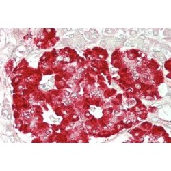 GLP-1-R Antibody