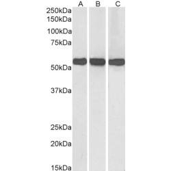 Gliomedin (GLDH) Antibody