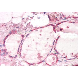 Guanine Nucleotide Binding Protein (G Protein), Alpha Inhibiting Activity Polypeptide 2 (GNAI2) Antibody
