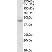 abx431295 (1 µg/ml) staining of Jurkat lysate (35 µg protein in RIPA buffer). Primary incubation was 1 hour. Detected by chemiluminescence.