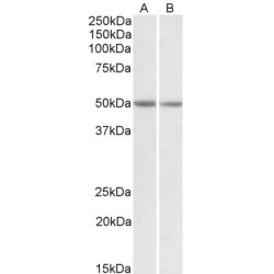 Neuroendocrine Secretory Protein 55 (GNAS) Antibody