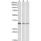 Receptor of Activated Protein C Kinase 1 (GNB2L1) Antibody