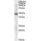 Aspartate Aminotransferase, Mitochondrial / AST (GOT2) Antibody