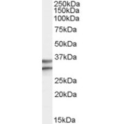 abx431301 (0.3 µg/ml) staining of Human Brain (Frontal Cortex) lysate (35 µg protein in RIPA buffer). Primary incubation was 1 hour. Detected by chemiluminescence.