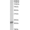 Glutathione Peroxidase 1 (Gpx1) Antibody