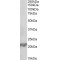 Glutathione Peroxidase 1 (Gpx1) Antibody