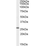 abx431304 (1 µg/ml) staining of Mouse Heart lysate (35 µg protein in RIPA buffer). Detected by chemiluminescence.
