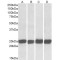 Growth Factor Receptor Bound Protein 2 (GRB2) Antibody