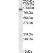 abx431309 (0.3 µg/ml) staining of Human Cerebellum lysate (35 µg protein in RIPA buffer). Primary incubation was 1 hour. Detected by chemiluminescence.