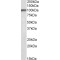 Huntingtin Associated Protein 1 (Hap1) Antibody
