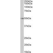 abx431318 (0.1 µg/ml) staining of Jurkat nuclear lysate (35 µg protein in RIPA buffer). Primary incubation was 1 hour. Detected by chemiluminescence.