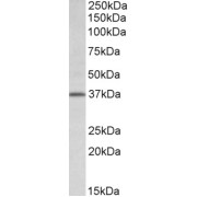 abx431323 (0.5 µg/ml) staining of Rat Lung lysate (35 µg protein in RIPA buffer). Primary incubation was 1 hour. Detected by chemiluminescence.