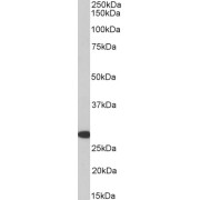 abx431329 (1 µg/ml) staining of Pig Kidney lysate (35 µg protein in RIPA buffer). Primary incubation was 1 hour. Detected by chemiluminescence.