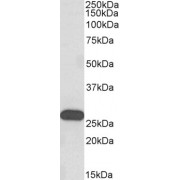 abx431333 (0.3 µg/ml) staining of Human Olfactory bulb lysate (35 µg protein in RIPA buffer). Detected by chemiluminescence.