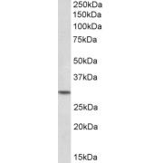 abx431334 (0.1 µg/ml) staining of Peripheral Blood Lymphocytes lysate (35 µg protein in RIPA buffer). Primary incubation was 1 hour. Detected by chemiluminescence.