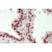abx431336 (3.8 µg/ml staining of paraffin embedded Human Prostate. Steamed antigen retrieval with citrate buffer pH 6, AP-staining.