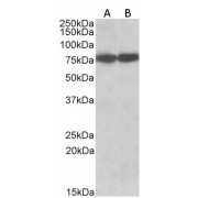 abx431340 (0.03 µg/ml) staining of HepG2 (A) and NIH3T3 (B) cell lysate (35 µg protein in RIPA buffer). Detected by chemiluminescence.