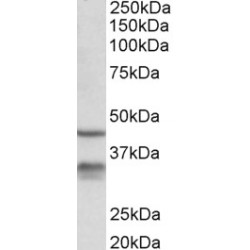 11-Beta-Hydroxysteroid Dehydrogenase Type 1 (Hsd11b1) Antibody