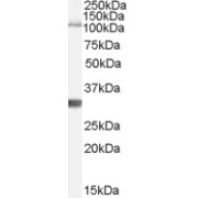 abx431345 (1 µg/ml) staining of Mouse Brain lysate (35 µg protein in RIPA buffer). Primary incubation was 1 hour. Detected by chemiluminescence.