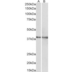 Isocitrate Dehydrogenase [NAD] Subunit Gamma, Mitochondrial (IDH3G) Antibody