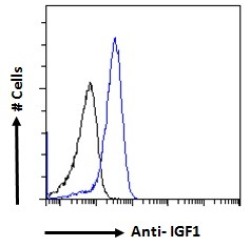 Insulin Like Growth Factor 1 (IGF1) Antibody