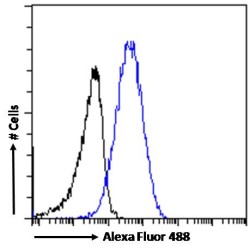 Importin Subunit Beta-1 (KPNB1) Antibody