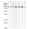 Importin Subunit Beta-1 (KPNB1) Antibody