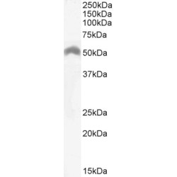 Lymphocyte Specific Protein 1 (LSP1) Antibody