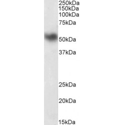 Lymphocyte Specific Protein 1 (LSP1) Antibody