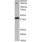 Insulin Receptor Substrate 4 (Irs4) Antibody