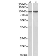 abx431362