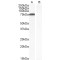 Tyrosine-Protein Kinase ITK/TSK (ITK) Antibody