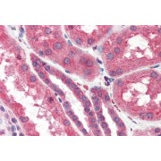 abx431367 (3.75 µg/ml) staining of paraffin embedded Human Kidney. Steamed antigen retrieval with citrate buffer pH 6, AP-staining.
