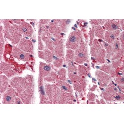 Inositol 1,4,5-Trisphosphate Receptor Type 2 (ITPR2) Antibody