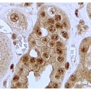 abx431368 (2 µg/ml staining of paraffin embedded Human Kidney. Steamed antigen retrieval with citrate buffer pH 6, HRP-staining.