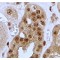 Protein Jagged-1 (JAG1) Antibody