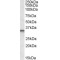 Transcription Factor JunB (JUNB) Antibody
